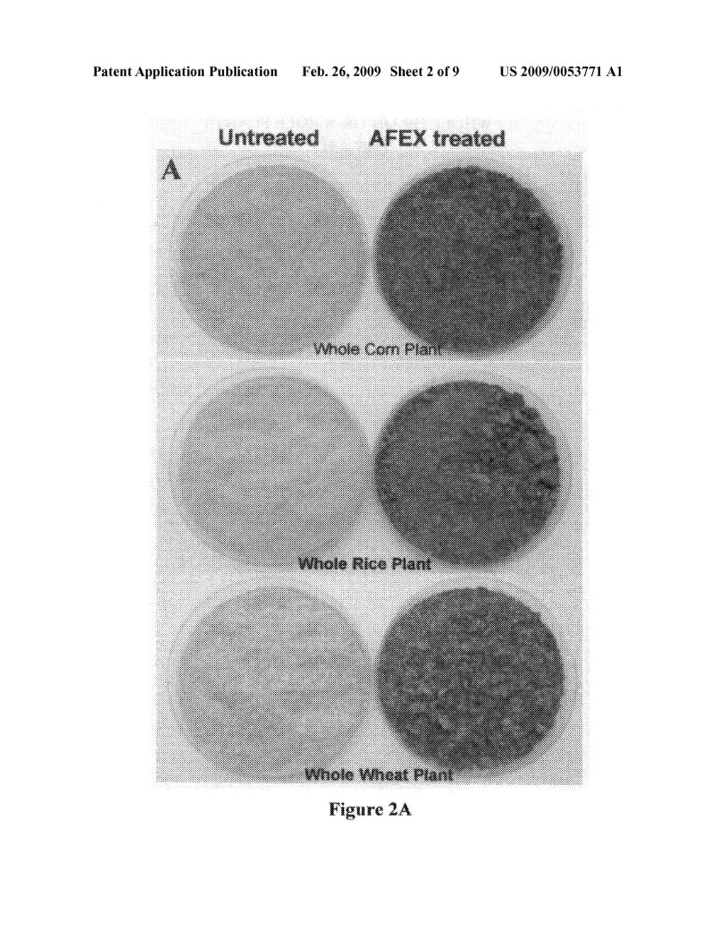 Process for making fuels and chemicals from AFEX-treated whole grain or whole plants - diagram, schematic, and image 03