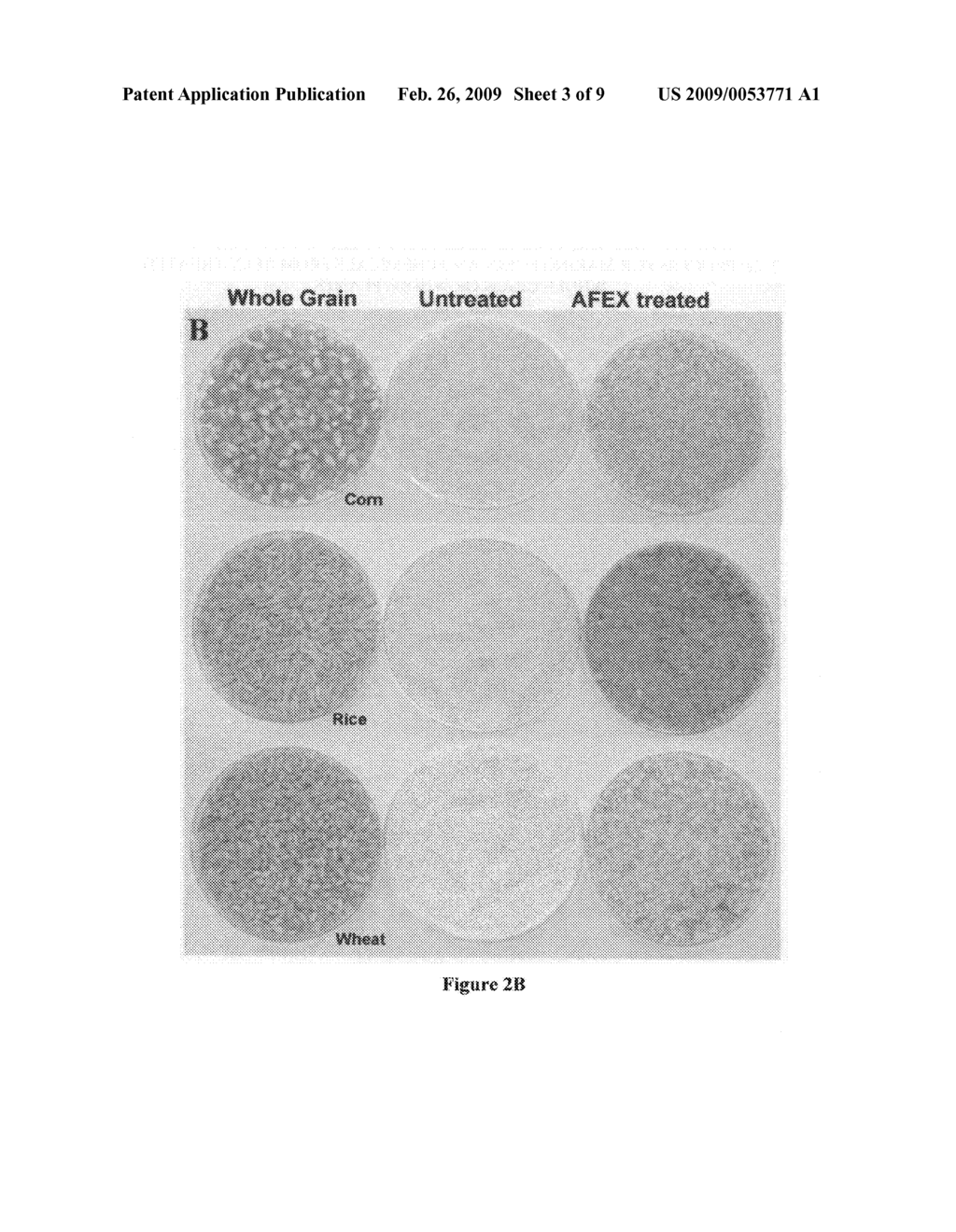 Process for making fuels and chemicals from AFEX-treated whole grain or whole plants - diagram, schematic, and image 04