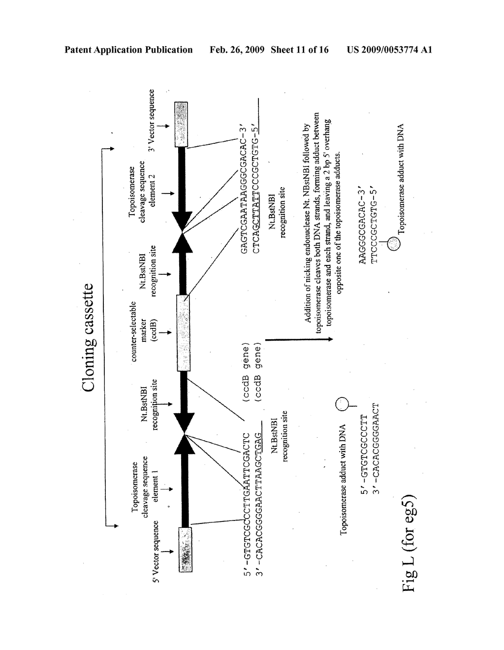 METHODS, COMPOSITIONS AND KITS FOR ONE-STEP DNA CLONING USING DNA TOPOISOMERASE - diagram, schematic, and image 12
