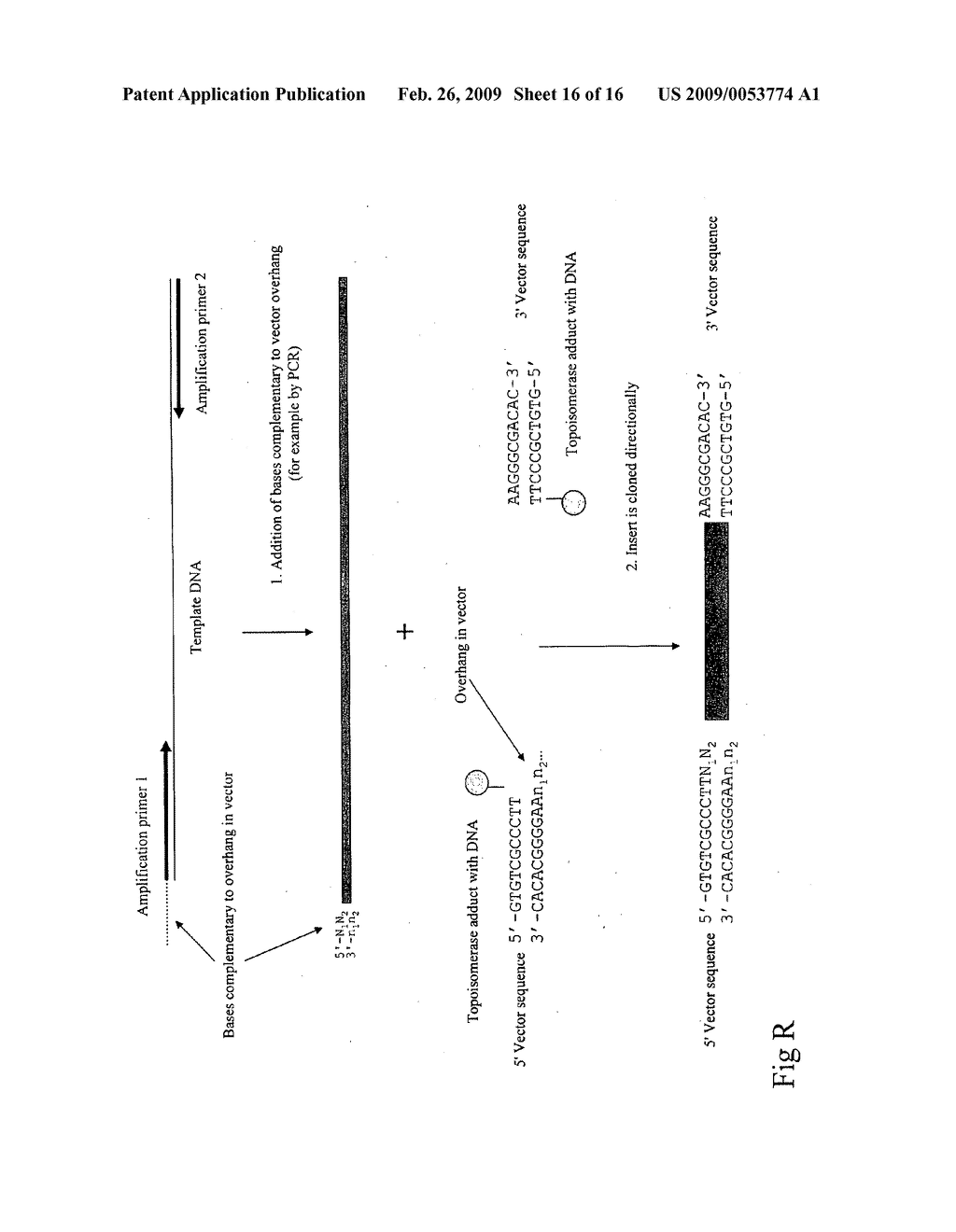 METHODS, COMPOSITIONS AND KITS FOR ONE-STEP DNA CLONING USING DNA TOPOISOMERASE - diagram, schematic, and image 17