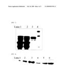 Polypeptide Having Affinity for Envelope Virus Constituent and Use Thereof in Transferring Substance Into Cell diagram and image