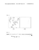 Polypeptide Having Affinity for Envelope Virus Constituent and Use Thereof in Transferring Substance Into Cell diagram and image