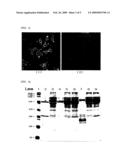 Polypeptide Having Affinity for Envelope Virus Constituent and Use Thereof in Transferring Substance Into Cell diagram and image