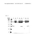 Polypeptide Having Affinity for Envelope Virus Constituent and Use Thereof in Transferring Substance Into Cell diagram and image