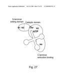 Methods and composition for the production of orthogonal tRNA-aminoacyl tRNA synthetase pairs diagram and image