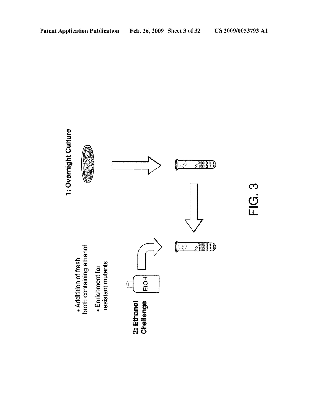 Ethanol resistant and furfural resistant strains of E. coli FBR5 for production of ethanol from cellulosic biomass - diagram, schematic, and image 04