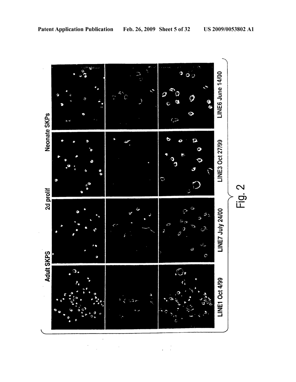 Multipotent stem cells from peripheral tissues and uses thereof - diagram, schematic, and image 06