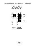 Method for Preparing Immunoglobulin Libraries diagram and image