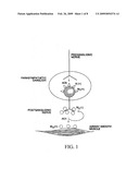 METHODS OF TREATING ACUTE EXACERBATIONS OF CHRONIC OBSTRUCTIVE PULMONARY DISEASE diagram and image