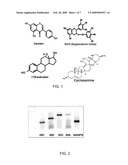 Phytoestrogens As Regulators Of Hedgehog Signaling And Methods Of Their Use In Cancer Treatment diagram and image