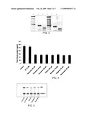 Phytoestrogens As Regulators Of Hedgehog Signaling And Methods Of Their Use In Cancer Treatment diagram and image