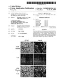 Novel Neural Cell Specific Promoter And Baculovirus And Method For Gene Delivery diagram and image