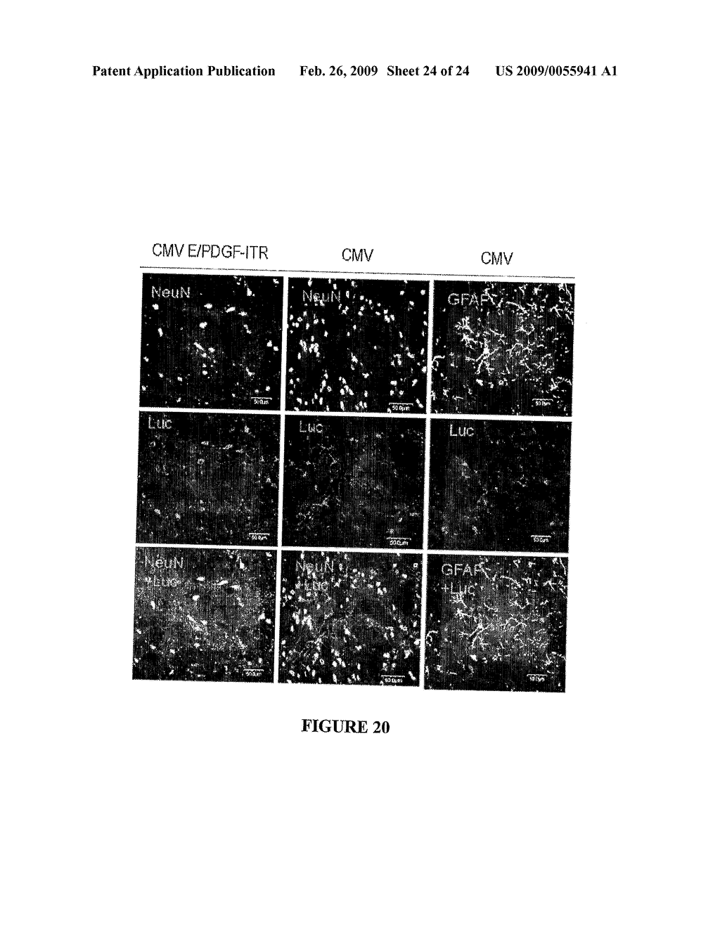 Novel Neural Cell Specific Promoter And Baculovirus And Method For Gene Delivery - diagram, schematic, and image 25