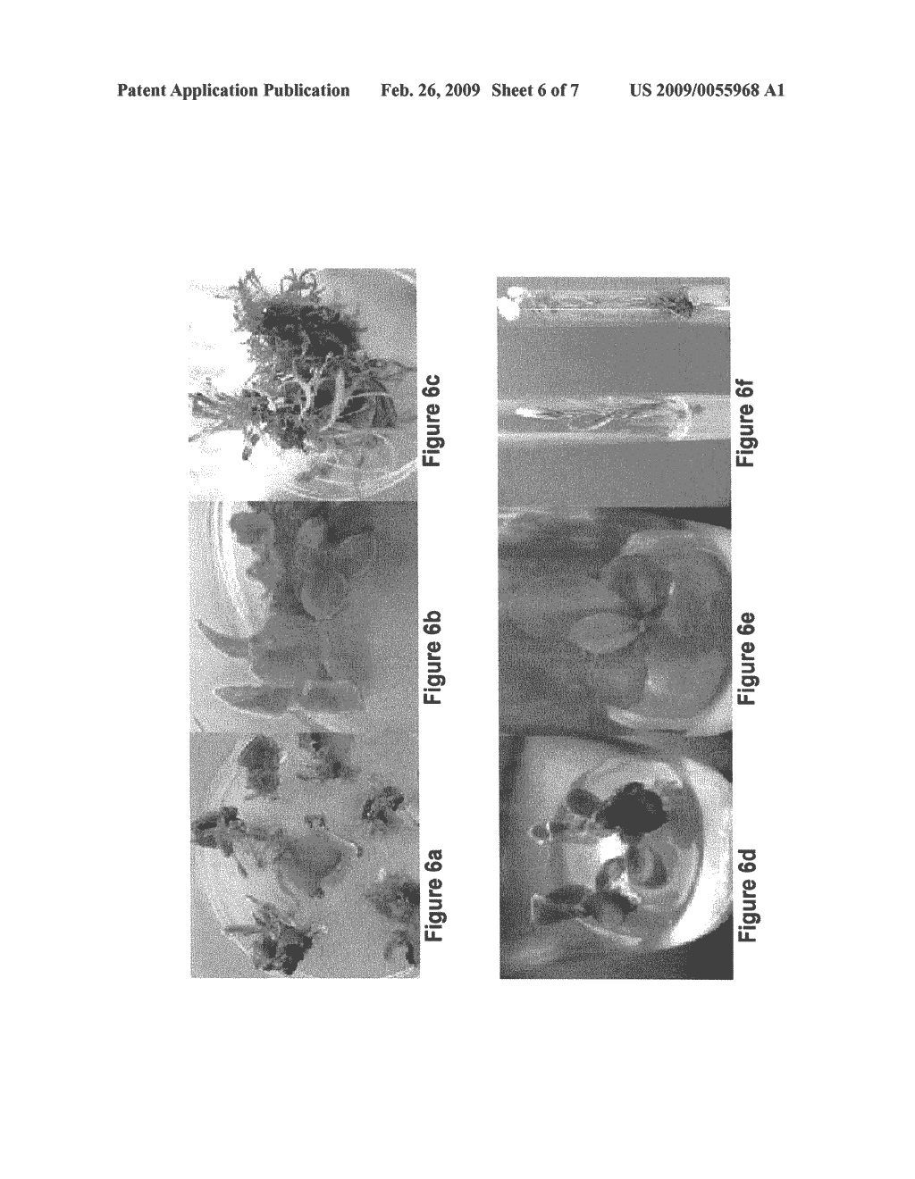 Method for producing direct in vitro flowering and viable seed from cotyledon, radicle, and leaf explants, and plants produced therefrom - diagram, schematic, and image 07