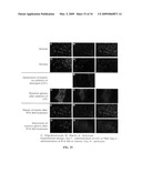 Novel synthetic triterpenoids and methods of use in the treatment and prevention of multiple scleroris diagram and image