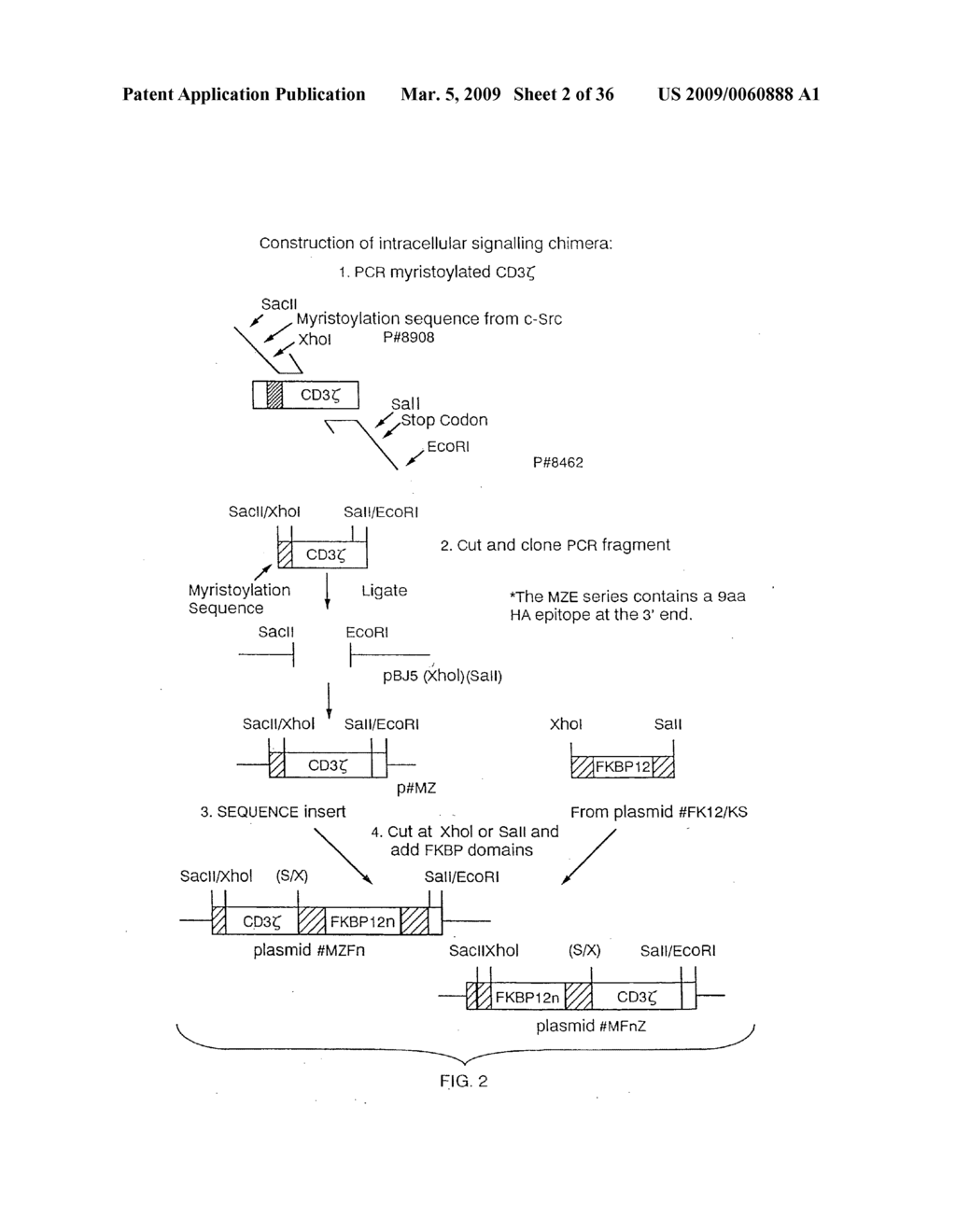 Regulated transcription of targeted genes and other biological events - diagram, schematic, and image 03