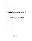 GLYCAN-OPTIMIZED ANTI-CD20 ANTIBODIES diagram and image