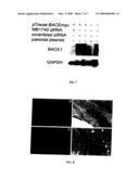 DEVICES, SYSTEMS AND METHODS FOR IMPROVING MEMORY AND/OR COGNITIVE FUNCTION THROUGH BRAIN DELIVERY OF SIRNA diagram and image