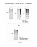 NUCLEOTIDE PRIMER SET AND NUCLEOTIDE PROBE FOR DETECTING GENOTYPE OF SERUM AMYLOID A1(SAA1) diagram and image