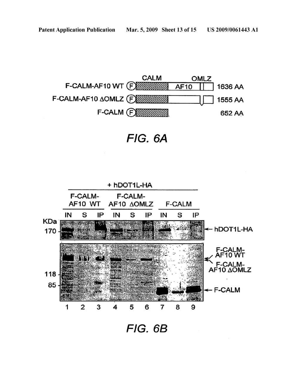 Diagnostic and Therapeutic Targets for Leukemia - diagram, schematic, and image 14