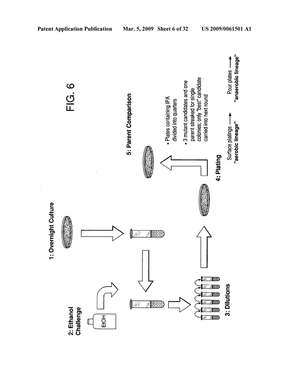 Ethanol resistant and furfural resistant strains of E. coli FBR5 for production of ethanol from cellulosic biomass - diagram, schematic, and image 07