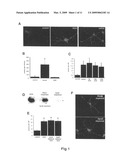 Modulation of synaptogenesis diagram and image