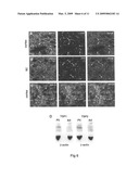 Modulation of synaptogenesis diagram and image