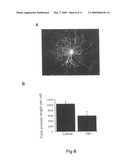 Modulation of synaptogenesis diagram and image