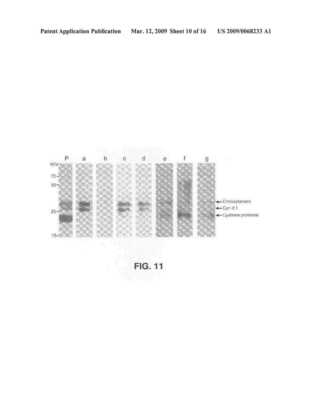 METHODS AND COMPOSITIONS FOR DIAGNOSIS AND IMMUNOTHERAPY OF POLLEN ALLERGY - diagram, schematic, and image 11