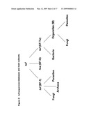 Highly conserved genes and their use to generate probes and primers for detection of microorganisms diagram and image