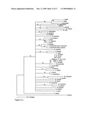 Highly conserved genes and their use to generate probes and primers for detection of microorganisms diagram and image