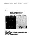 Labeling and Sequencing of Nucleic Acids diagram and image