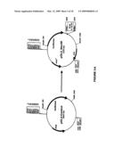 ASSAY FOR IDENTIFYING COMPOUNDS WHICH AFFECT STABILITY OF MRNA diagram and image