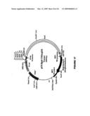 ASSAY FOR IDENTIFYING COMPOUNDS WHICH AFFECT STABILITY OF MRNA diagram and image