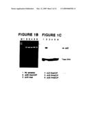 Method for molecular cloning and polynucleotide synthesis using vaccinia DNA topoisomerase diagram and image