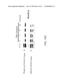 COMPOSITIONS AND METHODS FOR TREATING DIABETIC EYE DISEASE diagram and image