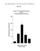 Epicatechin and vasodilation diagram and image