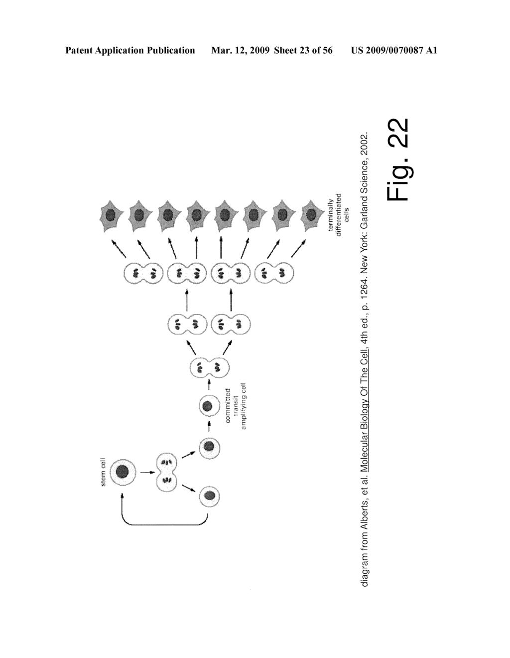 Virtual tissue with emergent behavior and modeling method for producing the tissue - diagram, schematic, and image 24