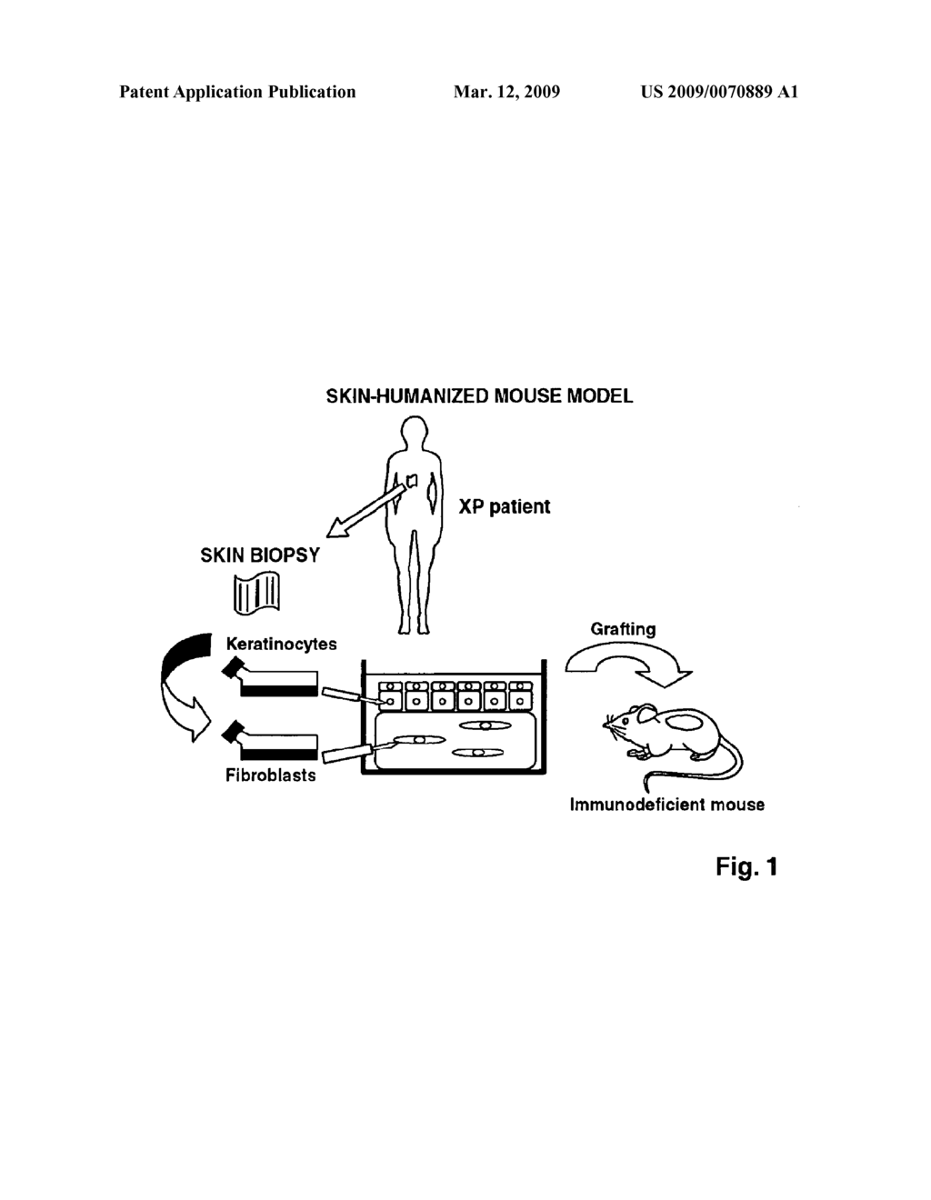 MOUSE MODEL COMPRISING AN ENGRAFTED HUMAN SKIN HAVING HYPERSENSITIVITY TO UV-LIGHT - diagram, schematic, and image 02