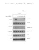 Peptide for diagnosing, preventing and treating atherosclerosis and uses thereof diagram and image