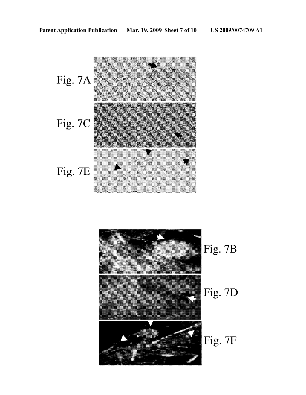 METHODS, DEVICES AND SYSTEMS FOR BIOCIDAL SURFACE ACTIVITY - diagram, schematic, and image 08