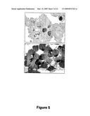 Isolation of adult multipotential cells by tissue non-specific alkaline phosphatase diagram and image