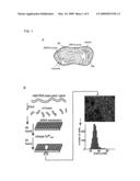 REGULATOR OF BASAL CELLULAR CALCIUM CONCENTRATION AND METHODS OF USE diagram and image