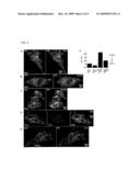 REGULATOR OF BASAL CELLULAR CALCIUM CONCENTRATION AND METHODS OF USE diagram and image