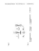 System and method for the production of recombinant glycosylated proteins in a prokaryotic host diagram and image