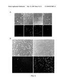 Reversible Hydrophobic Modification of Drugs for Improved Delivery to Cells diagram and image