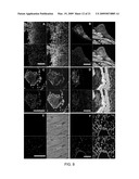 Reversible Hydrophobic Modification of Drugs for Improved Delivery to Cells diagram and image