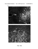 Reversible Hydrophobic Modification of Drugs for Improved Delivery to Cells diagram and image