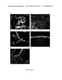 Reversible Hydrophobic Modification of Drugs for Improved Delivery to Cells diagram and image