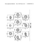 PEPTIDE-BASED REGULATION OF GAP JUNCTIONS diagram and image